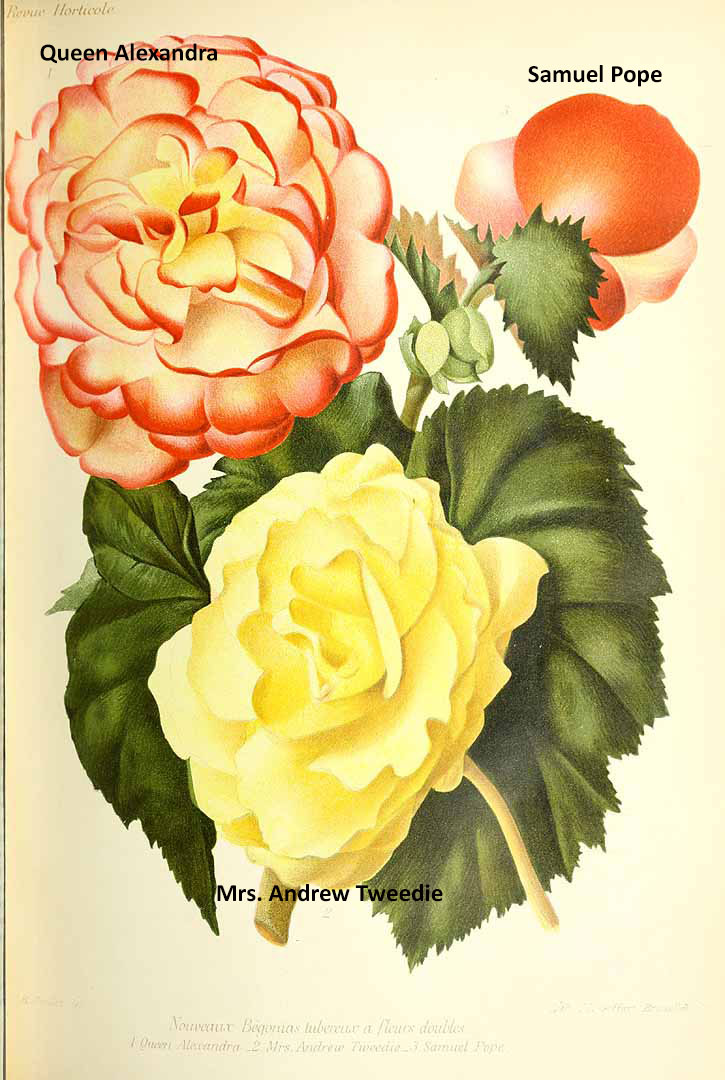 B. ‘Samuel Pope’